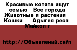 Красивые котята ищут семью - Все города Животные и растения » Кошки   . Адыгея респ.,Майкоп г.